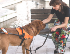 Should You Train Your Own Service Dog?